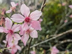 -天适樱花悠乐园