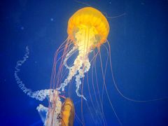 -海合安武汉极地海洋公园