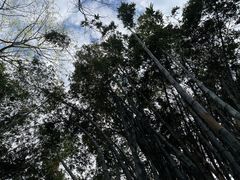 -望江楼公园