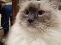 -安格丽娜·狗咖·猫咖羊驼咖(春熙路百盛商场店)