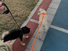 -南京Hallo宠物乐园·哈罗犬舍·柴犬繁育基地