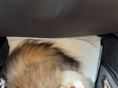 -瑞派申生动物医院·24H夜诊·国际动物医疗中心·骨外科(吴中路店)