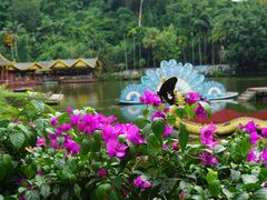 -西双版纳原始森林公园