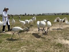 -盐城丹顶鹤湿地生态旅游区