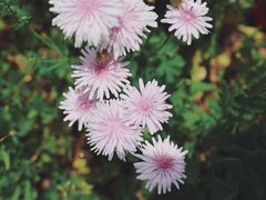 -花开海上生态园