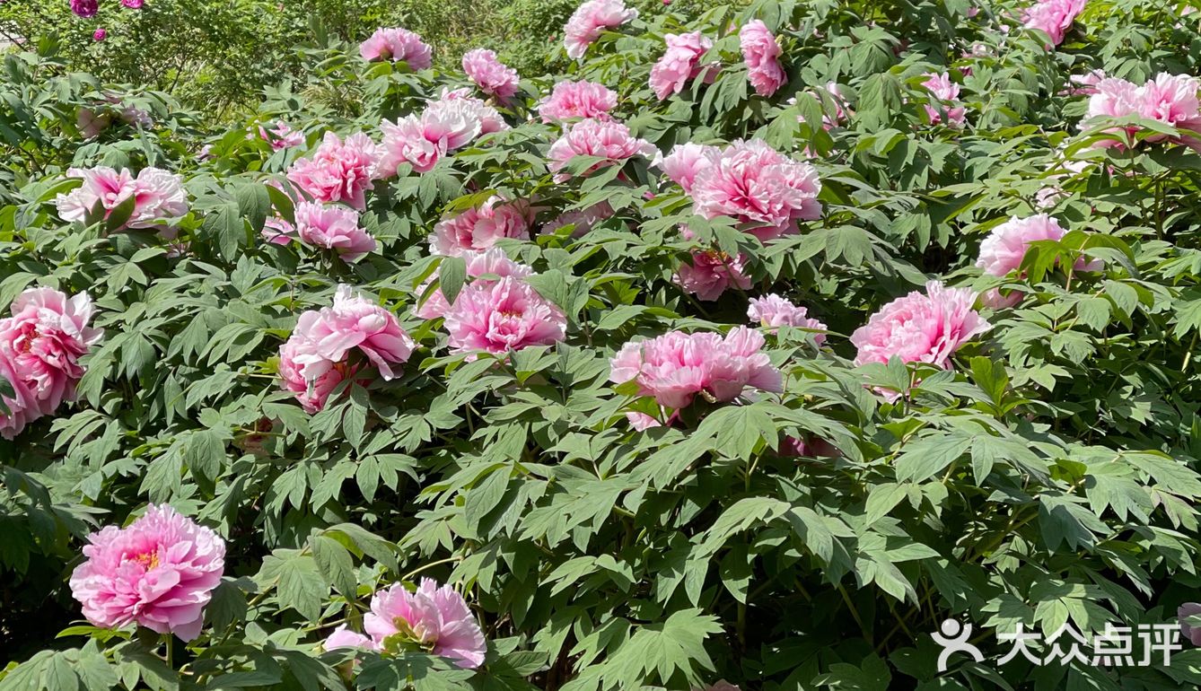 洛阳牡丹，当之无愧的花魁[亲亲][亲亲][亲亲]