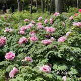 洛阳牡丹，当之无愧的花魁[亲亲][亲亲][亲亲]