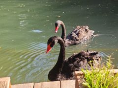 -大鹅岛绿色生态美食园