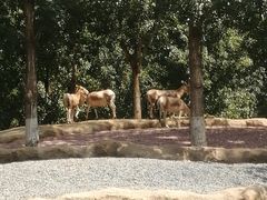 -北京野生动物园