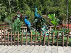 -西双版纳原始森林公园