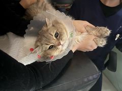 -中农大我爱我爱动物医院·核磁CT·猫病·24小时夜诊中心(石佛营店)