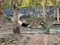 -都江堰中华大熊猫苑