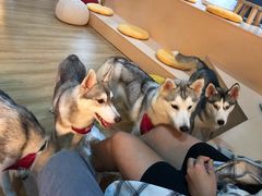桃心-Husky Go! 哈士奇体验馆·宠物咖啡厅狗咖