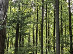 -黄海国家森林公园