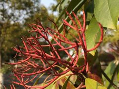 -上海滴水湖皇冠假日酒店