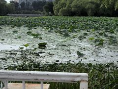 -长春市南湖公园