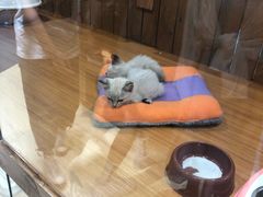 -龟与熊猫宠物公园(南坪店)