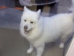 -宠福鑫康馨动物医院·骨科·眼科