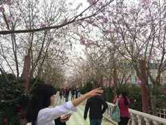 -百万葵园