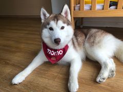 -Husky Go! 哈士奇体验馆·宠物咖啡厅狗咖