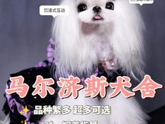 -萌宠之家·腊肠犬·马尔泰·小体犬舍