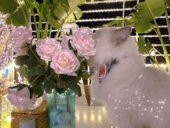 -天空花园餐吧·生日·团建(南山店)