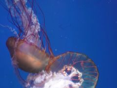 -海合安成都极地海洋公园