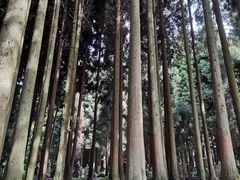 -武陵山森林公园