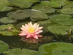 -荔枝公园(福田区)