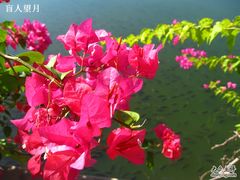 IMG_0047-三亚亚龙湾凯莱仙人掌度假酒店