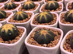 -KKV(深圳宏发大仟里店)