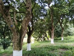 -张坝桂圆林公园