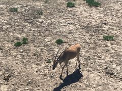 -新疆天山野生动物园