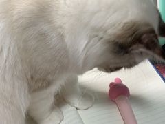 -猫十亿·布偶金渐层·曼基康矮脚猫舍(青年路店)