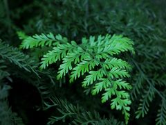 -国家植物园南园