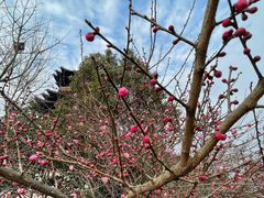 -杭州半山国家森林公园