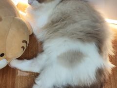 -COLOR PETS 撸猫馆·购猫·猫咖(长风大悦城店)