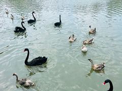 -溱湖国家湿地公园