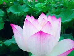 -武汉紫薇都市田园