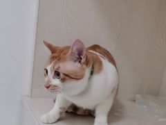 -汪喵宠物医院·骨科心脏影像·犬猫急重症ICU诊疗中心(成华分院)