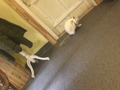 -猫色咖啡·猫咖