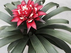 -上海鲜花港