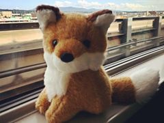 -宫城藏王狐狸村