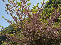 -西安祥峪森林公园