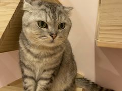 -猫咪派对(江南西店)