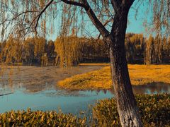 -洋湖国家湿地公园