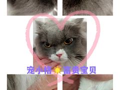 -宠小格时尚宠物生活馆(唐镇店)