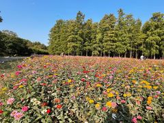 -上海共青森林公园