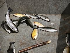 -京北渔家傲