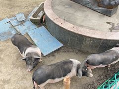 -洪湖家庭农场·团建·露营·会议
